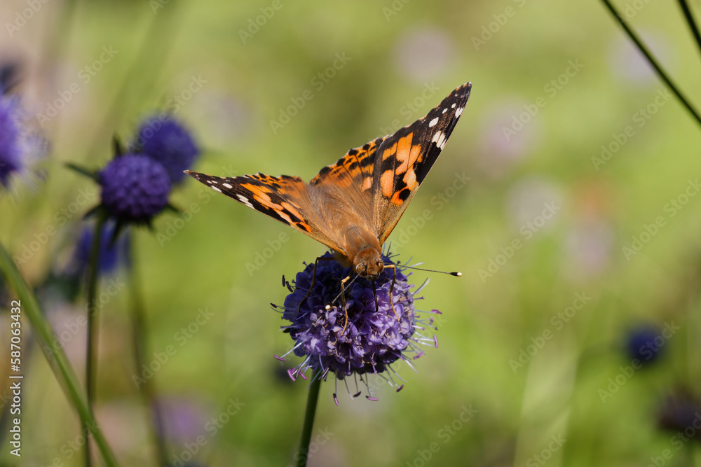 Painted lady Butterfly nectaring on Devil's bit scabious. Painted lady Butterfly nectaring on Devil's bit scabious.