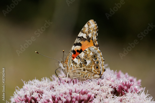 Painted lady Butterfly nectaring on Agrimony.