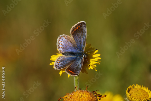 Canvas Print A Common Blue Butterfly on Fleabane.