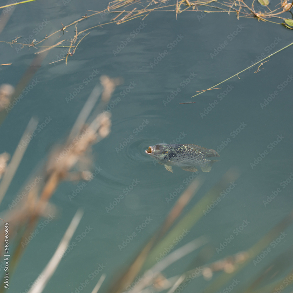 There are many fish in the pond There are many fish in the pond