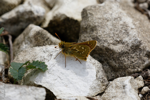 Silver-spotted Skipper sitting a chalk.
