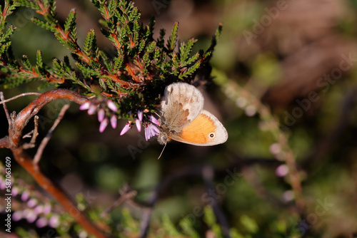 A Small Heath nectaring.
