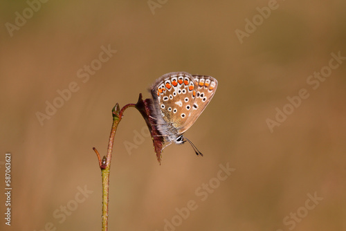 A Common Blue Butterfly roasting.