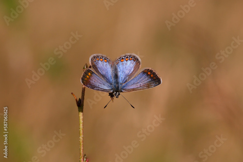 A Common Blue Butterfly basking in the Sun.