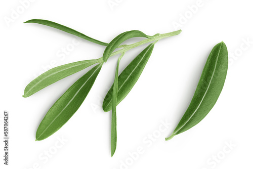 Olive green leaves isolated on white background. Top view. Flat lay