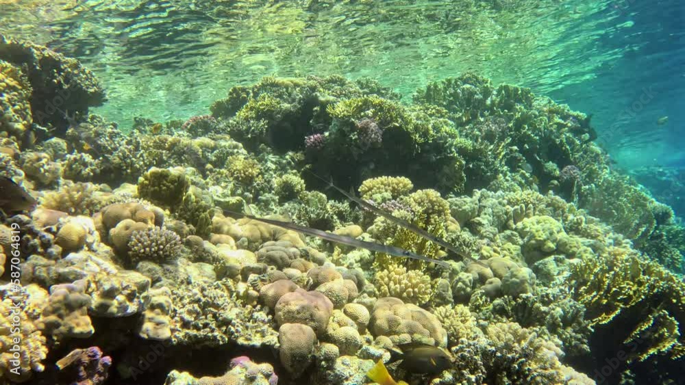 Blue spotted cornetfish and other fish swim near the coral reef. Blue spotted cornetfish and other fish swim near the coral reef.