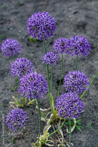 Onion ornamental - perennial plant close-up. flower landscape