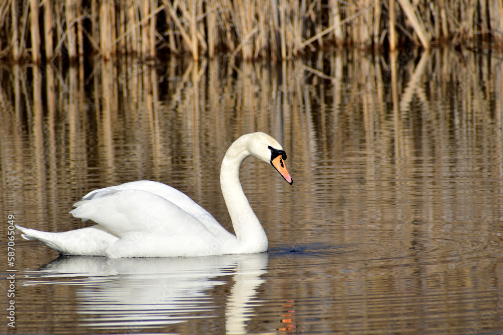 The white mute swan floats on the surface of the lake with its wings raised.