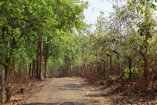Green forest inside area road