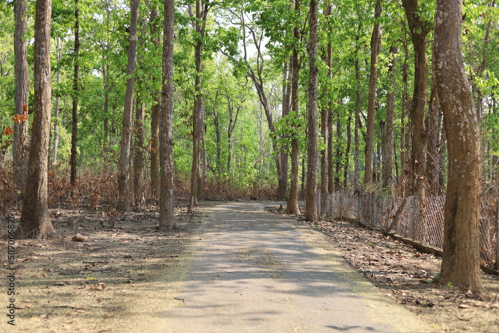 Obraz premium Green forest inside area road