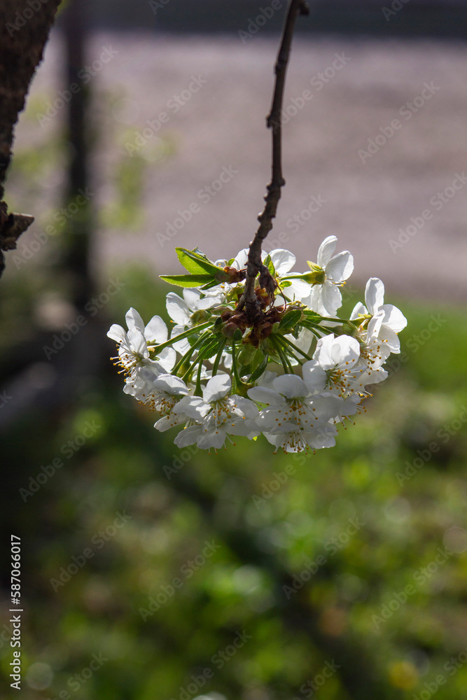 Branches of blossoming cherries in the morning city garden.