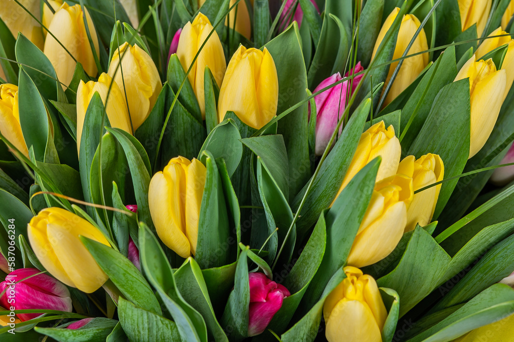 Fototapeta premium Tulipany. 