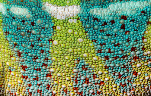 Panther Chameleon. Furcifer pardalis. Close-up.