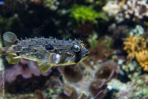 Underwater photo of coral reef with strange fish with spikes