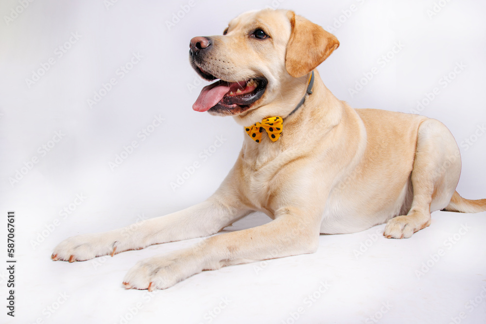Labrador retriever is amazing dog. Studio shot Labrador retriever is amazing dog. Studio shot