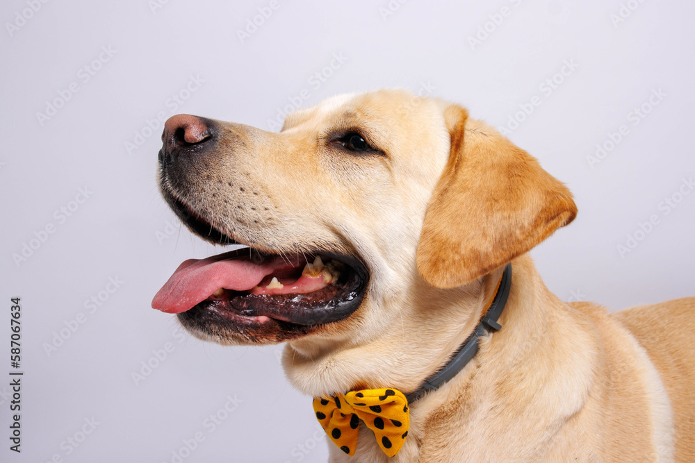 Labrador retriever is amazing dog. Studio shot Labrador retriever is amazing dog. Studio shot