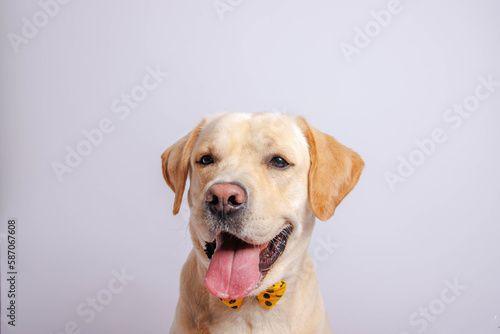 Labrador retriever is amazing dog. Studio shot