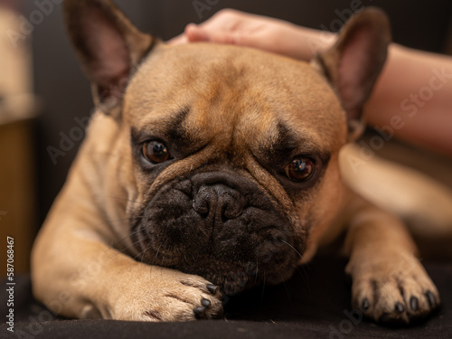 The French Bulldog loves to be petted © Valdis