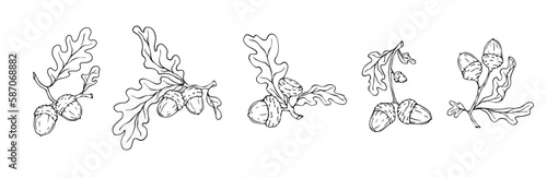 Set of line sketches of oak tree branches with acorns.Decorative vector graphic.	
