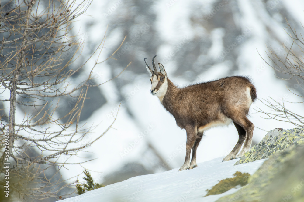 An Alpine chamois (buck - Rupicapra rupicapra) scans the valley in its typical snowy environment with white slopes in the background, Italian Alps. March.