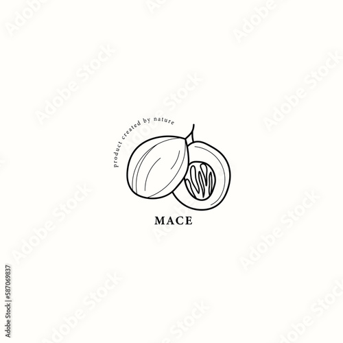 Line art mace spice illustration