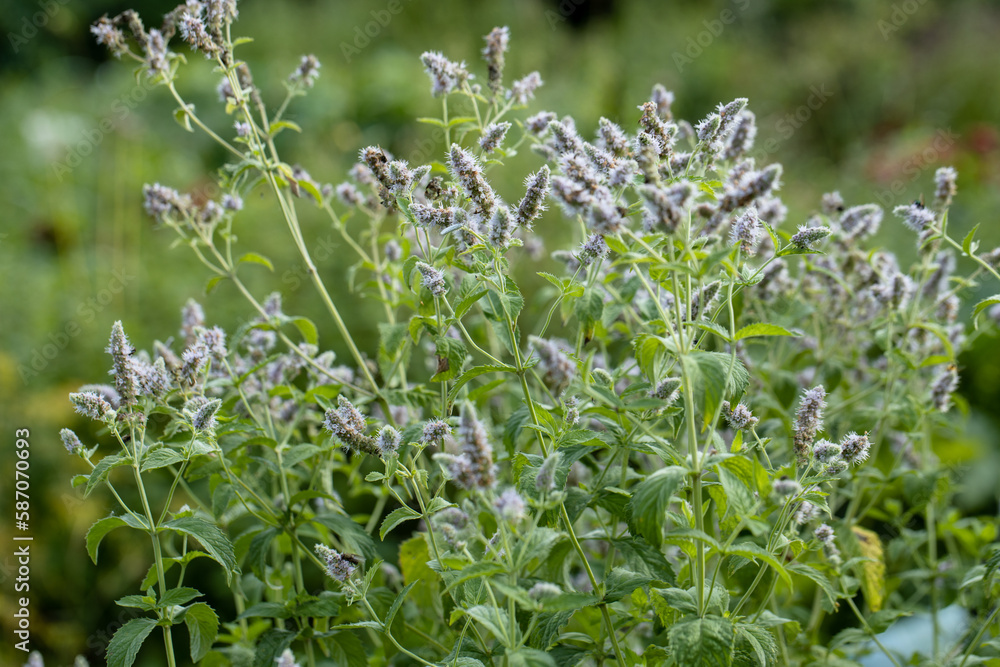 Mint leaf or peppermint plant grow at vegetable garden. Mint leaf or peppermint plant grow at vegetable garden.