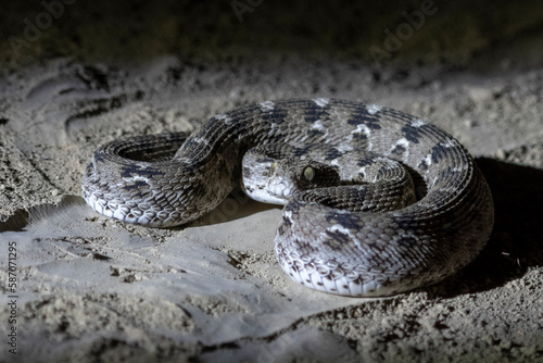 Echis carinatus or saw-scaled viper, a venomous snake, observed in Rann of Kutch