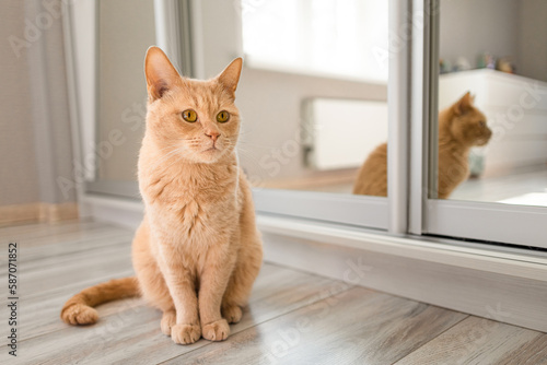 domestic cat sits in front of a mirror