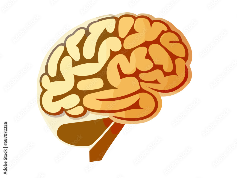 Human brain. Isolated vector. Concept of the human brain. Human brain. Isolated vector. Concept of the human brain.