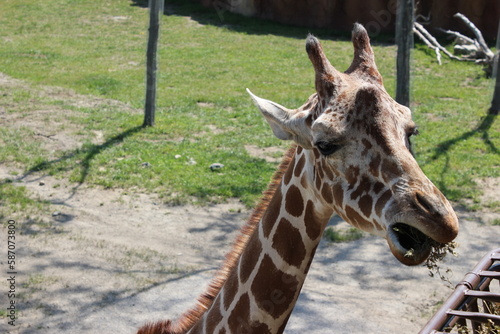 Canvas Print Giraffe in habitat