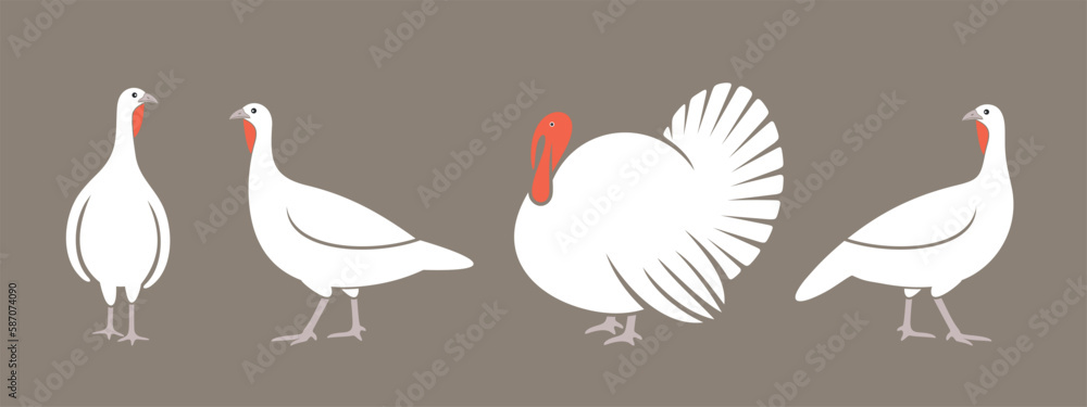 Obraz premium Turkey logo. Isolated turkey on white background. Bird