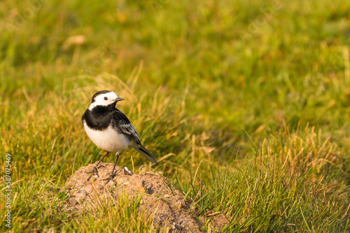 The white wagtail in natural habitat. Yorkshire Dales, Cumbria, UK.