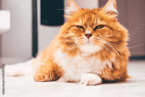 red cat with a haughty expression and narrowed eyes on his face