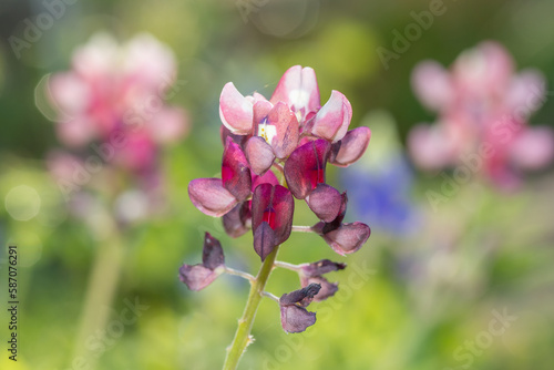 Lupinus texensis blooming in a Texas garden in spring. photo