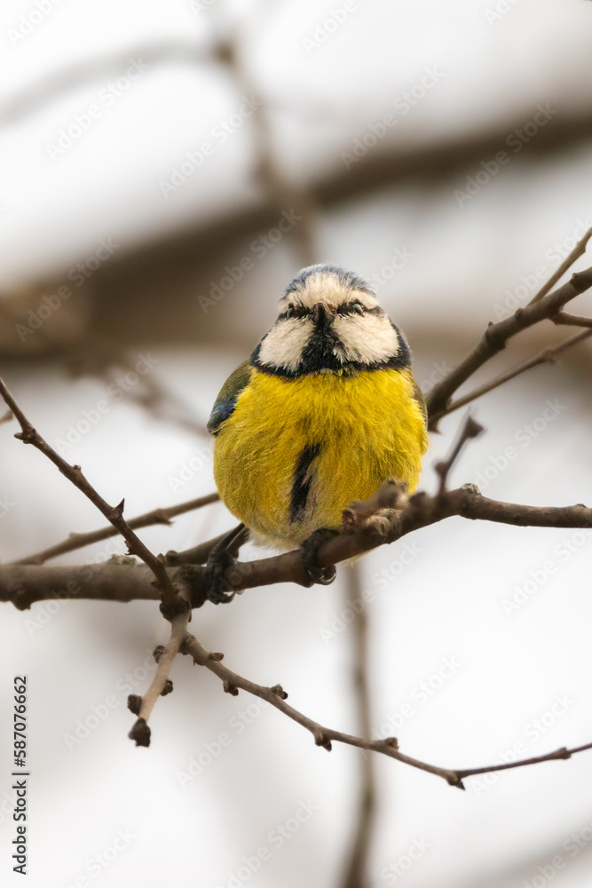 Fototapeta premium Eurasian Blue Tit perched on a tree branch