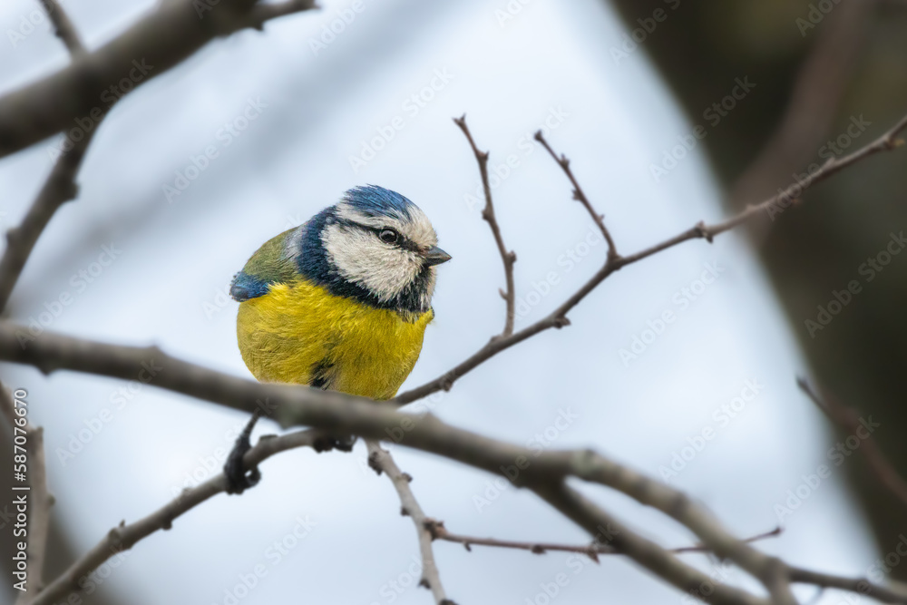 Naklejka premium Eurasian Blue Tit perched on a tree branch