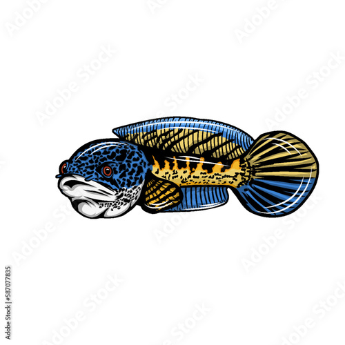 Snakehead fish from indian channa auranti maculata