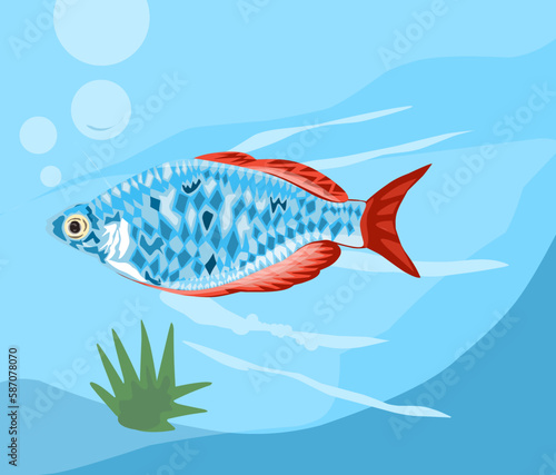 vector illustration of Boesemani rainbow fish