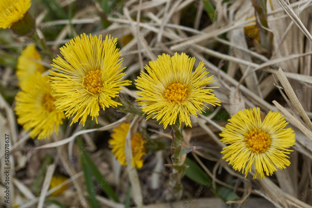 Mother-and-stepmother (lat. Tussilago) blooms in a meadow. Mother-and-stepmother is a monotypic genus of flowering early spring plants of the family Asteraceae, or Compositae (Asteraceae). Mother-and-stepmother (lat. Tussilago) blooms in a meadow. Mother-and-stepmother is a monotypic genus of flowering early spring plants of the family Asteraceae, or Compositae (Asteraceae).