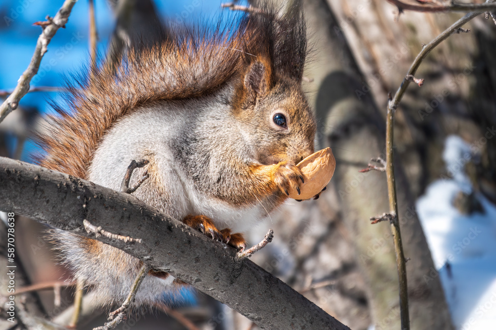 The squirrel with nut sits on tree in the winter or late autumn The squirrel with nut sits on tree in the winter or late autumn