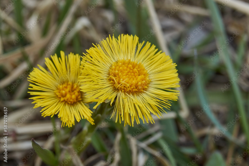 Mother-and-stepmother (lat. Tussilago) blooms in a meadow. Mother-and-stepmother is a monotypic genus of flowering early spring plants of the family Asteraceae, or Compositae (Asteraceae). Mother-and-stepmother (lat. Tussilago) blooms in a meadow. Mother-and-stepmother is a monotypic genus of flowering early spring plants of the family Asteraceae, or Compositae (Asteraceae).