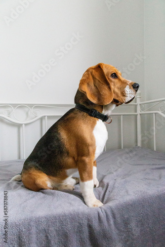 Portrait of a young beagle dog sitting on a bed