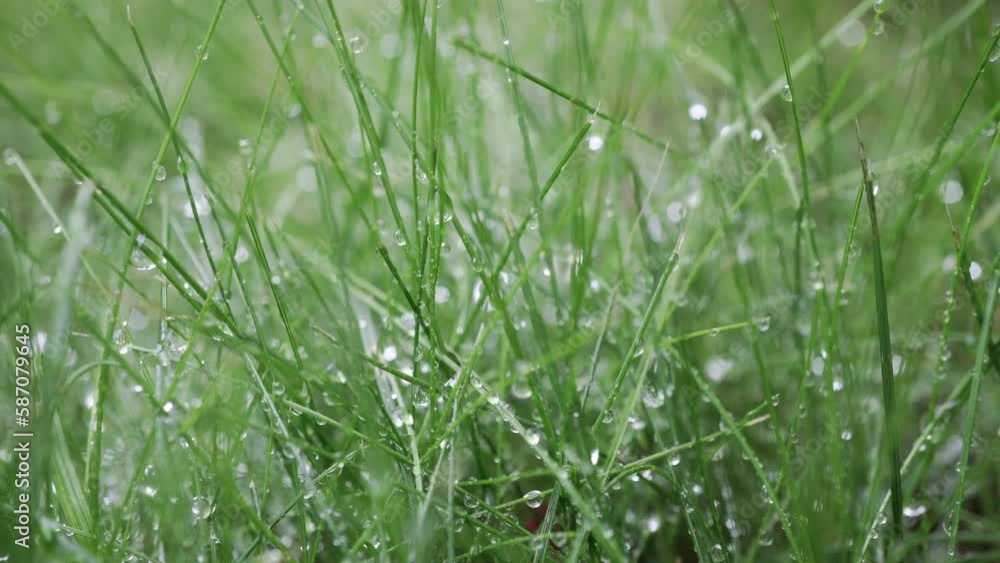 Grass with rain drops. Watering lawn. Fresh green spring grass with dew drops closeup. Soft focus. Grass with rain drops. Watering lawn. Fresh green spring grass with dew drops closeup. Soft focus.