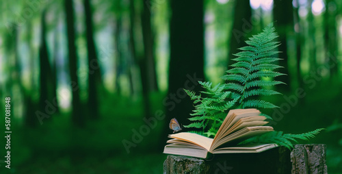 butterfly, fern leaves and old open book on stump in forest, dark natural blurred background. mystery atmosphere. leisure reading , pure wild nature, environment concept. template for design. banner.