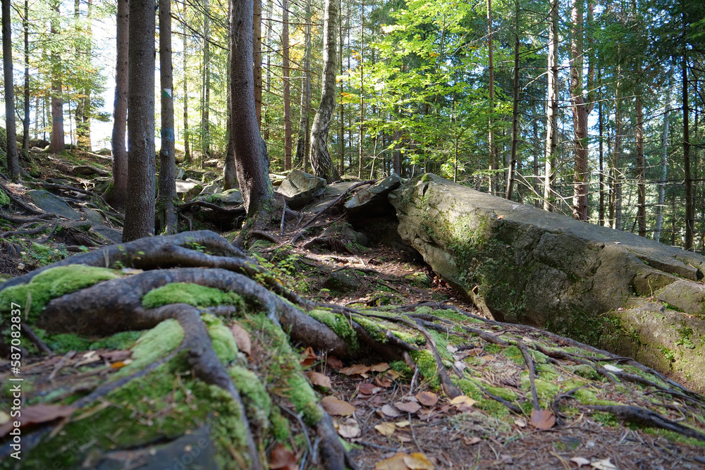 Obraz premium Dovbush path - route through wooded mountain slopes near Yaremche, Ukraine