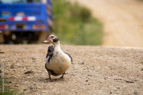 Duck walking on a country road photo