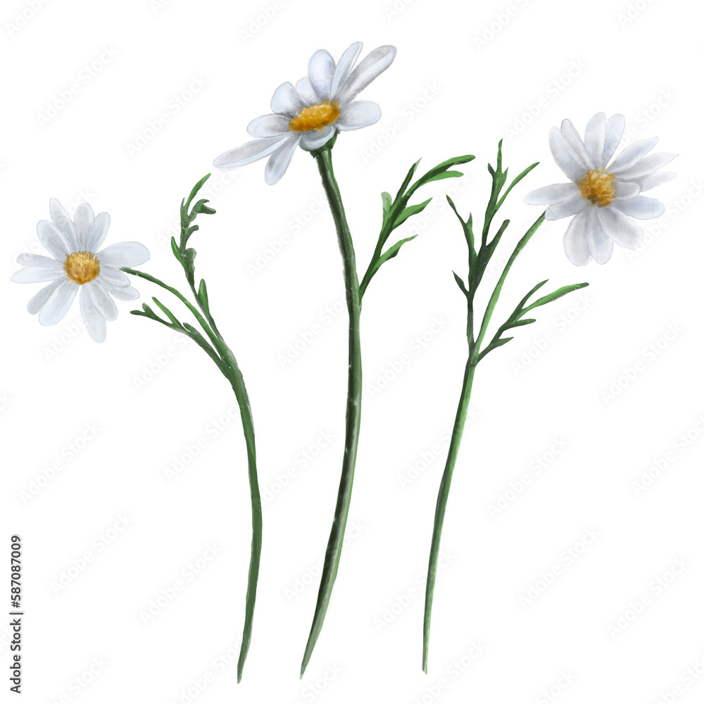 Fototapeta premium Chamomile