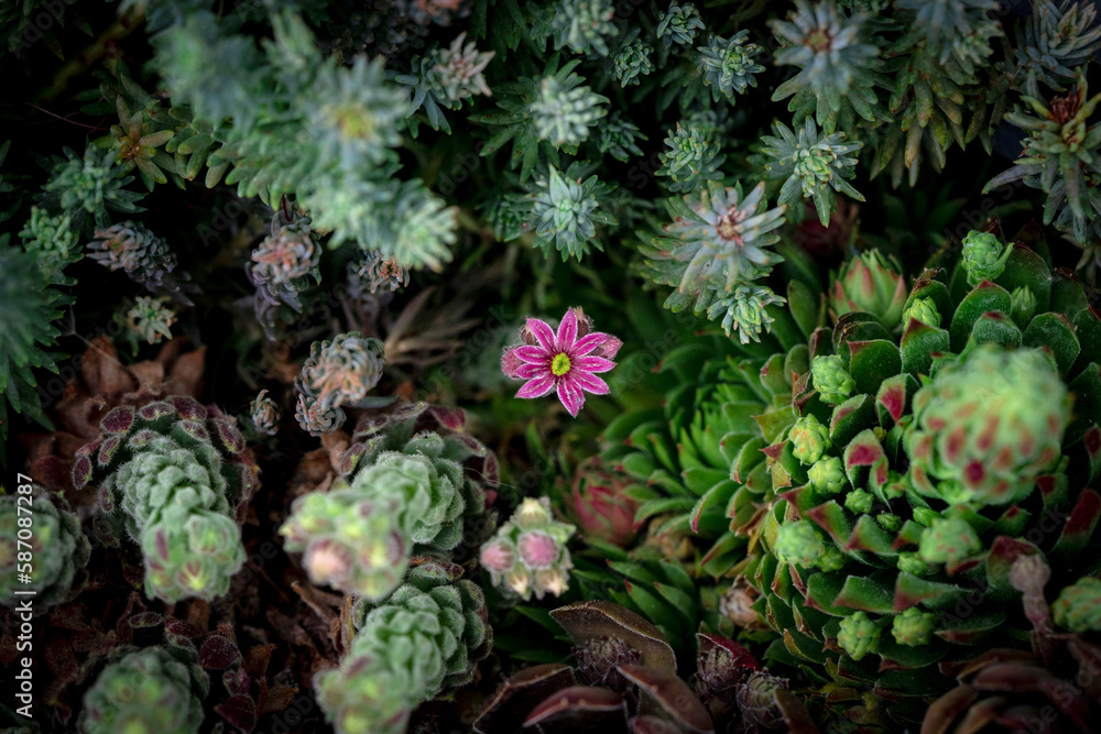 Makroaufnahme einer pinken Blume umringt von Hauswurzen Makroaufnahme einer pinken Blume umringt von Hauswurzen