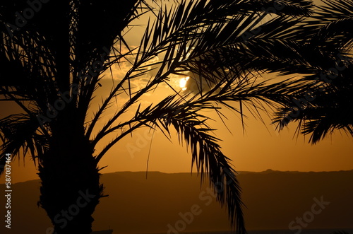 Silhouette of palm trees over the sunset at the beach in Aqaba