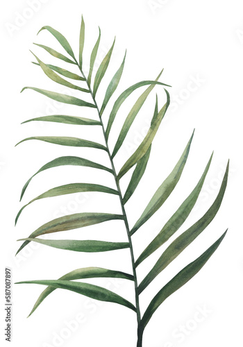 Watercolor palm tropical leaf. Botanical painting. Isolated on white background.